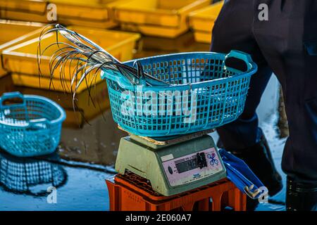 The turquoise basket containing sanma (Pacific saury) is balanced on the digital scales; a second, empty basket stands next to it on the wet floor. Ogawa Fish Market, Yaizu, Shizuoka Prefecture, Japan. Stock Photo