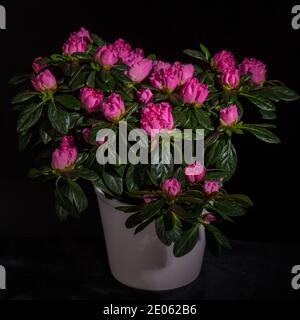 Azalea, Fönsterazalea (Rhododendron simsii) Stock Photo