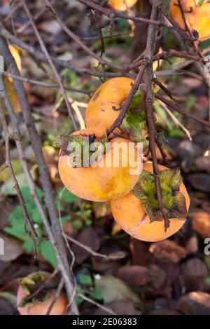 Diospyros kaki brach with ripe fruit Stock Photo