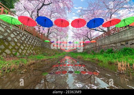 Spring Cherry blossom Jinhae Gunhangje festival 2019 at Gyeonghwa railway station of South Korea. Stock Photo