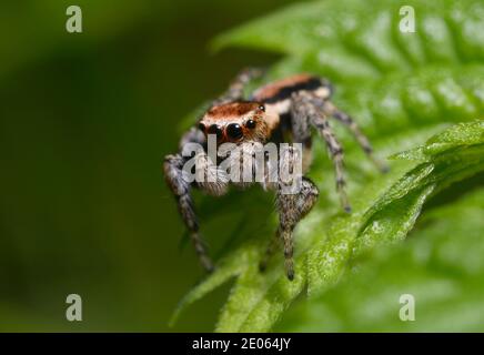 Jumping spider, Salticidae, sitting on a leaf Stock Photo