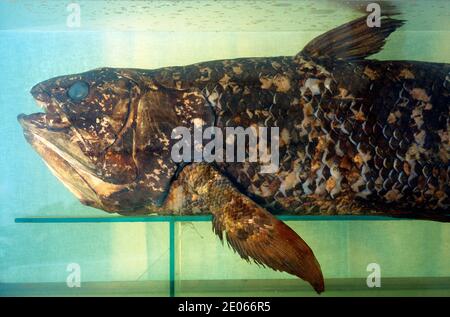 African Coelacanth, Gombessa or West Indian Ocean Coelacanth, Latimeria chalumnae. This preserved example was caught in 1995 near Anakao, southwestern Madagascar, and is on display in the Museum of the Sea, or Musée de la Mer, Toliara or Tulear Madagascar Stock Photo