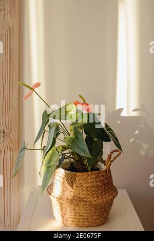 House plant in wicker basket at natural sunlight Stock Photo