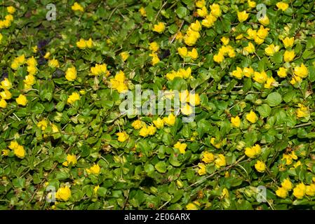 Moneywort (Lysimachia nummularia) Stock Photo