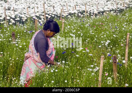 Adult florists in a white chrysanthemum flower field in rural Midnapore are busy picking chrysanthemums. Stock Photo