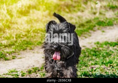 Small black dog breed Miniature Schnauzer on walk in nature on green grass background Stock Photo