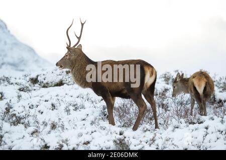 Glencoe, Scotland, UK. 30th Dec, 2020. Pictured: Stag in Glencoe with the famous mountain Buachaille Etive Mòr as a backdrop. Since Scotland was put into phase 4 lockdown, people have been coming out to feed the deer which roam wild in the glen, tempting the herd of deer down from the higher ground. Credit: Colin Fisher/Alamy Live News