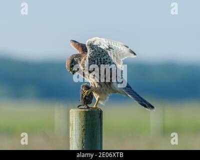 The beautiful juvenile kestrel (Falco tinnunculus) landing with the prey on the roundpole with  a nice blue and green bokeh in the background. Stock Photo