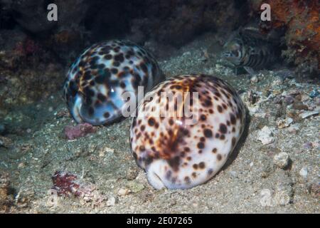 Tiger cowries [Cypraea tigris] on sea bed.  Lembeh Strait, North Sulawesi, Indonesia. Stock Photo