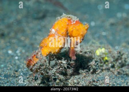 Thorny Seahors [Hippocamus histrix].  Lembeh Strait, North Sulawesi, Indonesia. Stock Photo