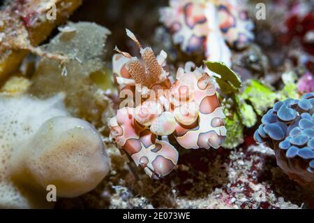 Harlequin shrimp [Hymenocera elegans].  Lembeh Strait, North Sulawesi, Indonesia. Stock Photo