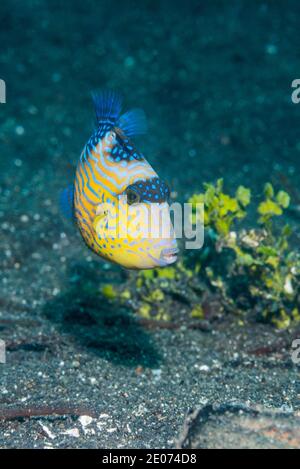 Juvenile Blue or Rippled Triggerfish [Pseudobalistes fuscus].  Lembeh Strait, North Sulawesi, Indonesia. Stock Photo