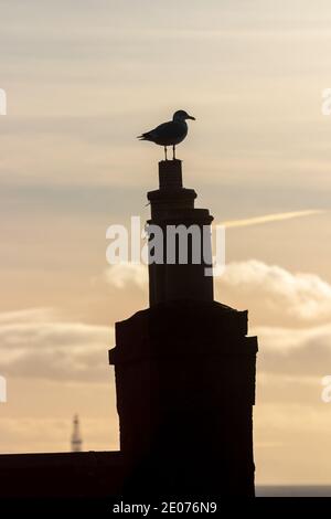 Herring gull silhouetted  on a chimney pot Stock Photo
