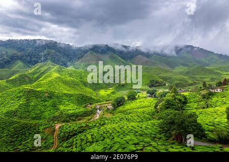 Tea plantation in the Cameron Highlands, Malaysia Stock Photo