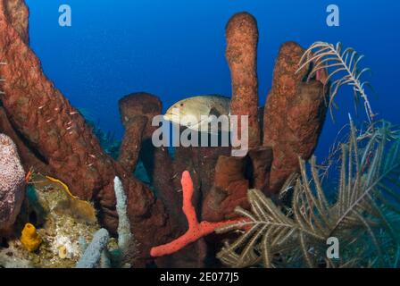 Tiger grouper (Mycteroperca tigris), Roatan, Bay Islands, Honduras,Caribbean Stock Photo