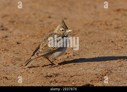 Crested Lark (Galerida cristata riggenbachi) adult standing on the ground  near Essaouira, Morocco          April