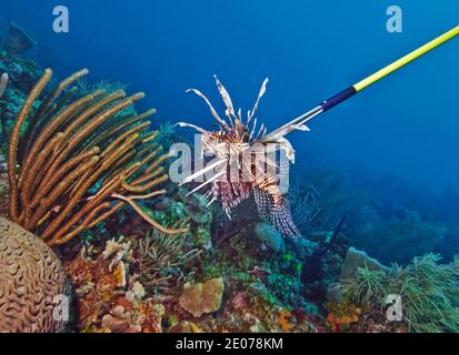 Lionfish Roatan Lionfish (Pterois volitans), Roatan, Bay Islands, Honduras,Caribbean ...