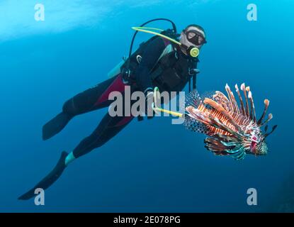 Diver Spearfishing lionfish (Pterois volitans), Roatan, Bay Islands, Honduras,Caribbean Stock Photo