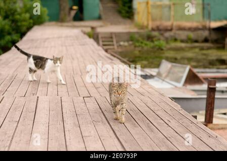 two cats on the lake , summer animal background Stock Photo