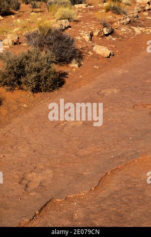 Trackway of a Dilophosaurus meat-eating, bipedal theropod dinosaur that weighted up to 1,000 lbs., in Blm's Warner Valley Dinosaur Track Site near St. Stock Photo