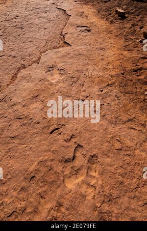 Trackway of a Dilophosaurus meat-eating, bipedal theropod dinosaur that weighted up to 1,000 lbs., in Blm's Warner Valley Dinosaur Track Site near St. Stock Photo