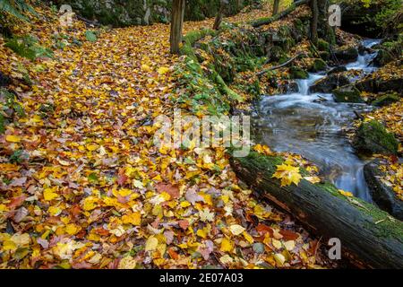 Herbstimpression aus dem Harz schmaler Wanderweg mit Bachlauf Stock Photo
