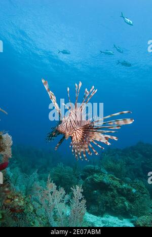 Lionfish Roatan Lionfish (Pterois volitans), Roatan, Bay Islands, Honduras,Caribbean ...