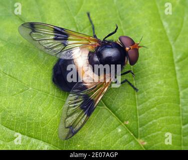 Dorsal view of female Volucella pellucens hoverfly. Tipperary, Ireland Stock Photo