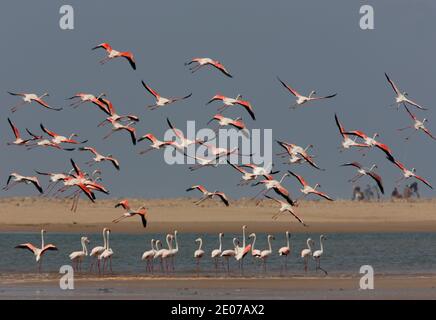 Greater Flamingo (Phoenicopterus ruber) flock landing  Morocco             May Stock Photo