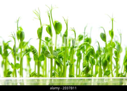 Microgreen pea sprouts isolate on a white background. Selective focus. nature. Stock Photo