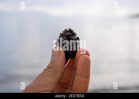 A male hand is holding a single dark brown pine cone against grey background. Close up with copy space Stock Photo