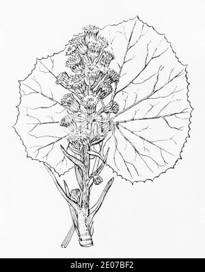 Old botanical illustration engraving of Butterbur / Petasites hybridus, Petasites vulgaris. Traditional medicinal herbal plant. See Notes