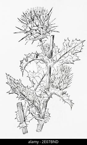 Old botanical illustration engraving of Milk Thistle / Silybum marianum. Traditional medicinal herbal plant. See Notes Stock Photo