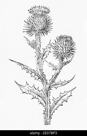 Old botanical illustration engraving of Cotton Thistle, Scotch Thistle / Onopordum acanthium. Traditional medicinal herbal plant. See Notes Stock Photo