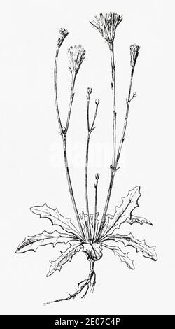 Old botanical illustration engraving of Smooth Cats-ear / Hypochaeris glabra. Traditional medicinal herbal plant. See Notes Stock Photo