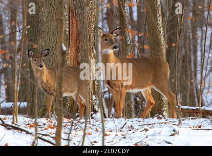 Deer family in winter forest Stock Photo