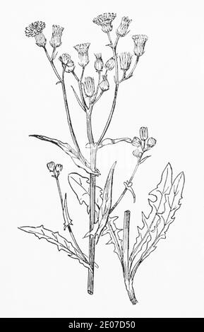 Old botanical illustration engraving of Smooth Hawksbeard / Crepis capillaris, Crepis virens. See Notes Stock Photo