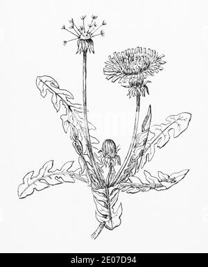Old botanical illustration engraving of Dandelion / Taraxacum officinale. Traditional medicinal herbal plant. See Notes Stock Photo