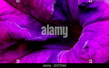 Close up of purple violet colored Petunia flower Stock Photo