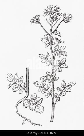 Old botanical illustration engraving of Bitter Cress, Common Bittercress / Cardamine amara. Traditional medicinal herbal plant. See Notes