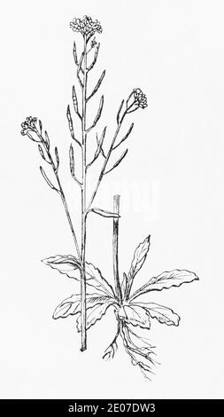 Old botanical illustration engraving of Thale Cress / Arabidopsis thaliana, Arabis thaliana. Traditional medicinal herbal plant. See Notes Stock Photo