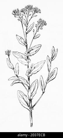Old botanical illustration engraving of Whitlow Pepperwort / Lepidium draba. Traditional medicinal herbal plant. See Notes Stock Photo