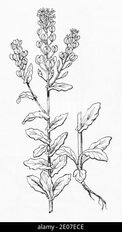 Old botanical illustration engraving of Field Penny Cress, Pennycress / Thlaspi arvense. Traditional medicinal herbal plant. See Notes Stock Photo