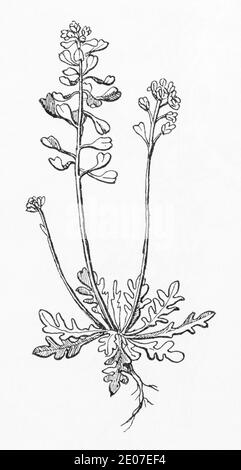 Old botanical illustration engraving of Shepherd's Cress / Teesdalia nudicaulis. Traditional medicinal herbal plant. See Notes Stock Photo