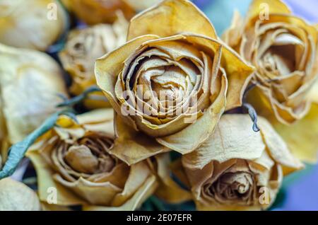 A bunch of yellow roses which have aged, dried up and withered from their former glory. Stock Photo
