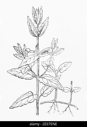 Old botanical illustration engraving of Greater Skullcap, Common Skullcap / Scutellaria galericulata. Traditional medicinal herbal plant. See Notes Stock Photo