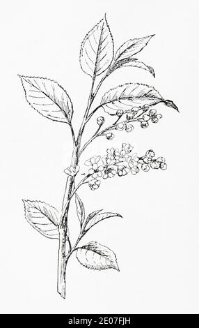 Old botanical illustration engraving of Bird Cherry / Prunus padus. Traditional medicinal herbal plant. See Notes Stock Photo
