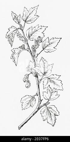 Old botanical illustration engraving of the tasteless wild Mountain Currant, Alpine Currant / Ribes alpinum, Ribes lucidum. See Notes Stock Photo