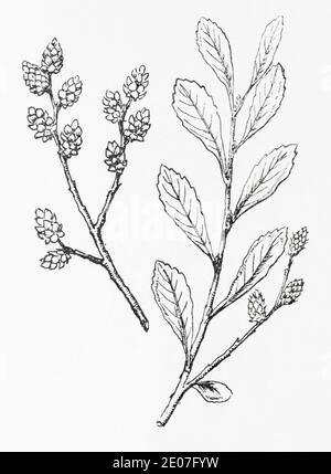 Old botanical illustration engraving of Bog Myrtle, Sweet Gale / Myrica gale. Traditional medicinal herbal plant. See Notes Stock Photo