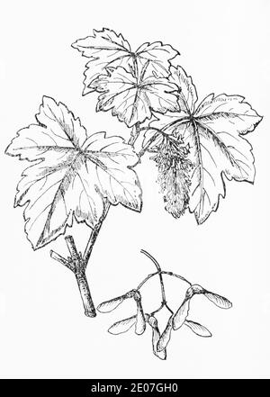 Old botanical illustration engraving of Sycamore / Acer pseudoplatanus. Traditional medicinal herbal plant. See Notes Stock Photo
